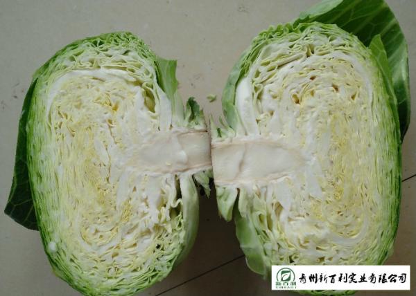 Buy cheap Oval Shape Green Pointed Head Cabbage Lower Blood Pressure 1 - 3 KG / PER from wholesalers