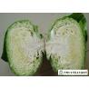 Buy cheap Oval Shape Green Pointed Head Cabbage Lower Blood Pressure 1 - 3 KG / PER from wholesalers