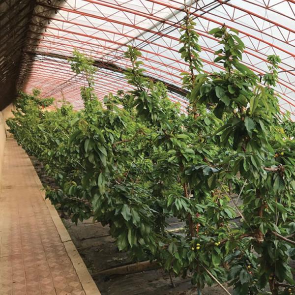 Buy cheap Agricultural Cold Area Passive Solar Greenhouse Traditional from wholesalers