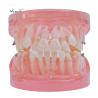 Buy cheap Orthodontic Dental Study Models Tooth Teaching , Dental Models For Patient Education from wholesalers