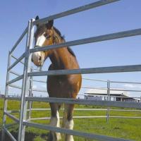 Buy cheap 40x40x1.6mm Galvanized Round Pen Fence Panels Horse Corral For Farm product
