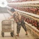 0 - 20kw A Frame Layer Cages , 3 / 4 / 5 Tiers Poultry House Equipment