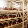 Buy cheap A Type Layer Poultry Chicken Cage System Hot Galvanized Q235 Steel Wire Material from wholesalers