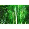 Buy cheap Particle Board From Bamboo Production Line Panel 2440 x 1220 mm from wholesalers