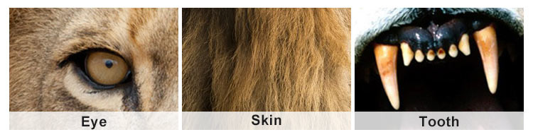 Custom Life Size Animatronic Animals Lion King On Site Installation Available