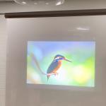 Grey Laser TV And Rear Projection Film / foil for display , advertising ,
