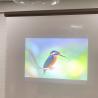 Buy cheap Projection Screen Vinyl Fabric Korea Touch Transparent Rear Projection Film Reflective from wholesalers