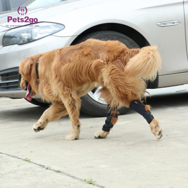 Buy cheap Joint Protection SBR Dog Knee Pad for Surgery Recovery from wholesalers