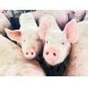 Buy cheap Customized Piggery Shed Steel Structure Animal Husbandry Green House from wholesalers