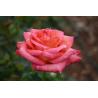 Buy cheap Flower Detection Vision Inspection Equipment Fully Automatic from wholesalers