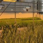 Return refunds Guaranteed Multi-Span Greenhouse for Growing Tomato Cucumber