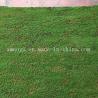 Buy cheap Plastic Customized Green Grass Artificial Plants for Indoor Decor and Home Decoration from wholesalers