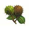 Buy cheap Horse Chestnut Extracts Aescin 20%, natural pharmaceutical ingredients, 98% pure ingredients from wholesalers