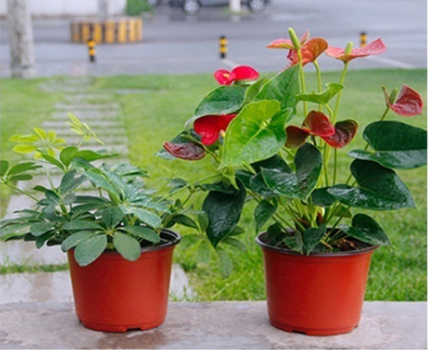 Red Round Shape Plastic Flower Plant seeds Pots For Garden air pruning pot