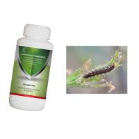 Buy cheap Organic Tea Tree Insecticide Eliminate Garden Tea Geometrid Caterpillar Control product