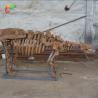Buy cheap Park Decoration Dinosaur Skeleton Replica Life Size Sunproof from wholesalers