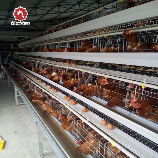 Buy cheap Three Tiers 120 Birds Capacity Battery Chicken Cage A Type from wholesalers