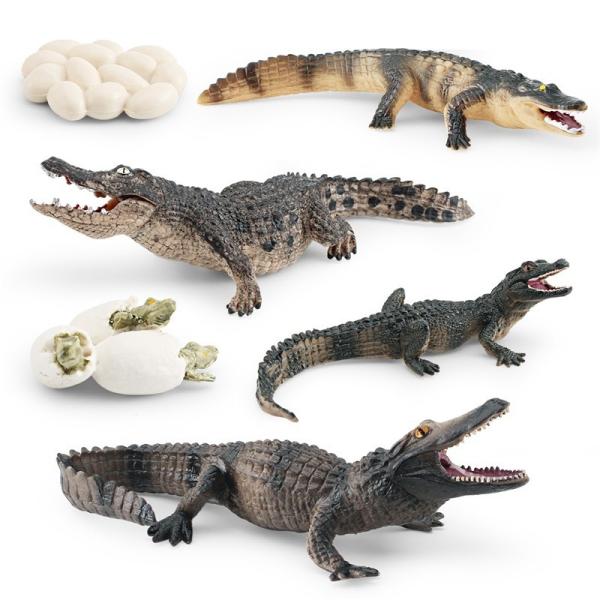 Buy cheap Crocodile Alligator Life Cycle Figure Model Toy For Boys Girls Kids from wholesalers