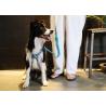 Buy cheap Fully Adjustable Dog Harness For Puppy from wholesalers