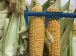 FDA Certified 100% Fresh Iqf Sweet Corn On The Cobs