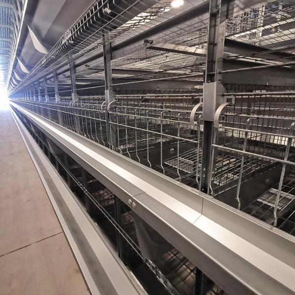 Zinc-Alu Automatic Feeding Machine For Poultry , SGS 1.2mm Broiler Feeding