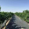 Buy cheap 100gsm PP Weed Control Fabric Barrier Membrane UV Resistant Durable from wholesalers