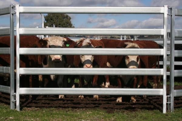 Buy cheap Used Cattle Yards For Sale Farm Fencing Direct Portable Cattle Panels and Accessories from wholesalers
