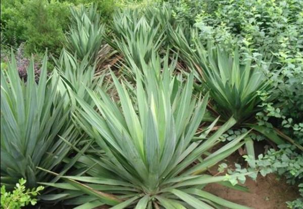 Buy cheap Powdered Herbal Saponins Natural Yucca Root Extract from wholesalers