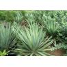 Buy cheap Powdered Herbal Saponins Natural Yucca Root Extract from wholesalers