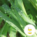 Cas 8007 02 1 Wholesale price Pure natural Organic Lemon Grass oil For