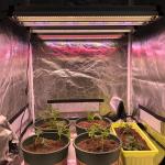 Indoor 30w 60cm T8 LED Grow Bar Light For Tissue Culture Chambers