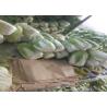 Buy cheap Own Bases Dark Green Cabbage Rich In Vitamin C No Pesticide Supply To Supermarket from wholesalers