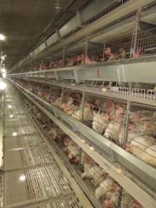 China Poultry Farm Layer Chicken Cage / Full Automatic Chicken Raising Equipment on sale