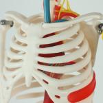 Full Size Anatomy Skeleton Model Chromatic Vessels Nerves 85cm