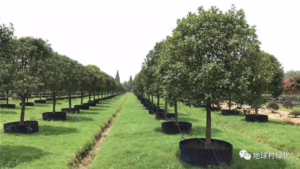 Factory direct supply plastic air root pruning pot container for plant root control