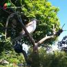 Buy cheap ISO Garden Ornaments Realistic Animatronic Looking Bird Lifelike Animals from wholesalers