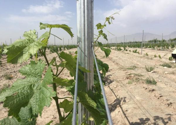 Pre Galvanized 54X30MM Steel Trellis System For Garden Plants Corrosion
