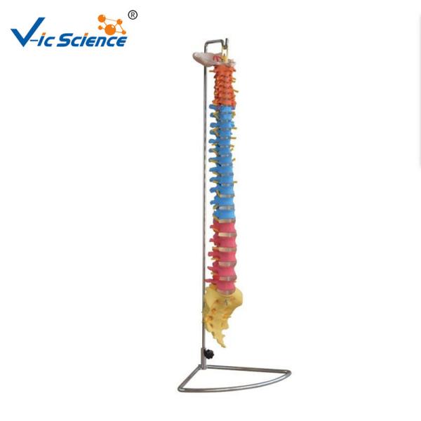 Buy cheap Didactic Vertebral Column PVC Anatomical Skeleton Model from wholesalers