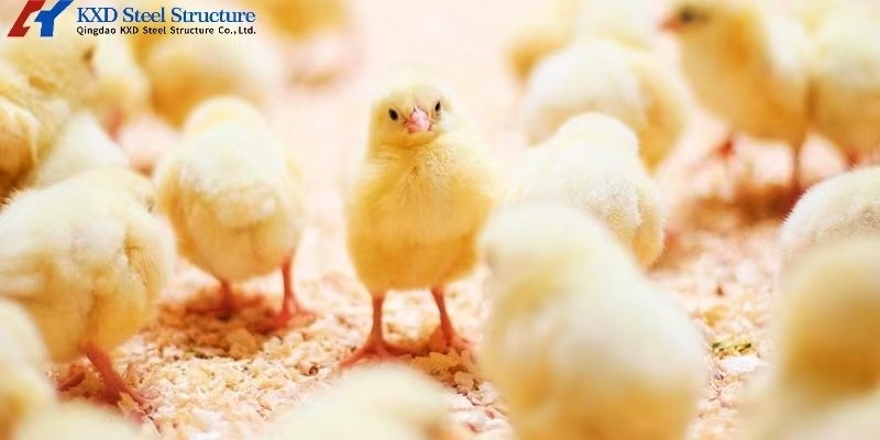Complete Controlled Poultry Shed Prefabricated Steel Structure Chicken House for Farm Building