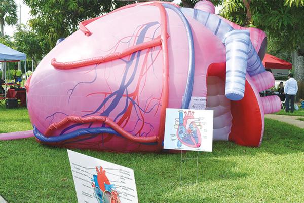 Buy cheap Inflatable Human Organs Giant Brain Heart Lungs For Teaching Medical Activities Display from wholesalers