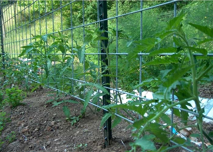 American Steel 1000mm 6ft Studded T Post In Galvanized Fence