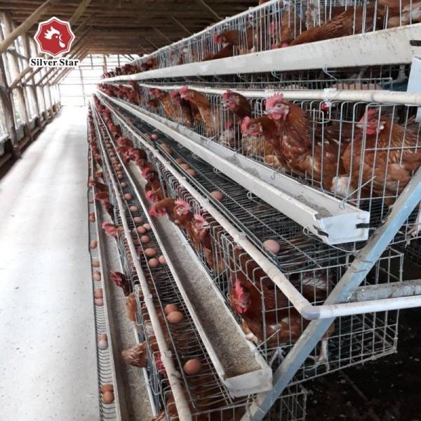 Buy cheap A Type Layer Battery Chicken Cages Automatic Poultry Zinc Cocating 275g / M2 from wholesalers