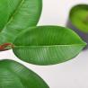 Buy cheap Artificial Potted Floor Plants Small Ficus Pandurata For Garden Decoration from wholesalers