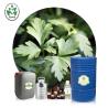 Buy cheap Natural Pure Artemisia Argyi Essential Oil Whole Body Massage Oil Whitening Spa For Women from wholesalers