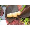 Buy cheap Design Dental Lab Monolithic Zirconia Dental Crown For Molars Posterior Teeth from wholesalers