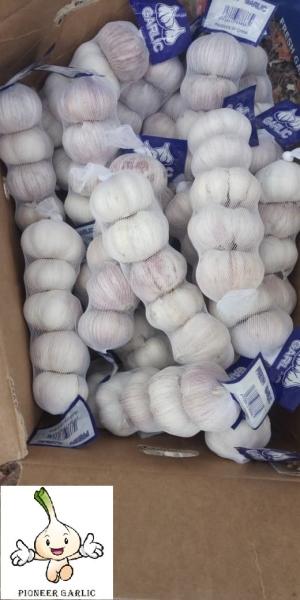 Buy cheap Normal white Garlic to Senegal from wholesalers