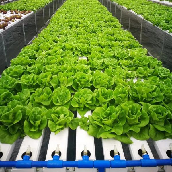 Buy cheap Soilless Indoor Farming Strawberry Growing PVC Tube For Hydroponics NFT System For Sale from wholesalers