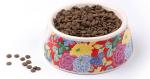 dog bowl plastic feeder pet cat food collapsible dog bowl silicone foldable dog
