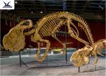 Outdoor Indoor Decoration Dinosaur Skeleton Replica Fiberglass And High Quality