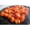 Buy cheap Vacuum Dehydration Dried Fruits Vegetables Healthy Dried Tomato from wholesalers